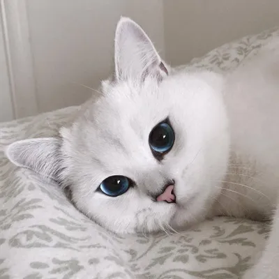 Милый белый котенок - 72 фото