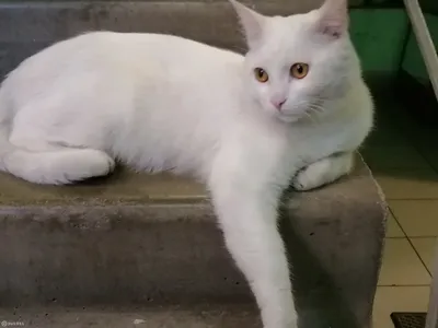 Найден белый котик на Ангарской ул., 4, Москва | Pet911.ru