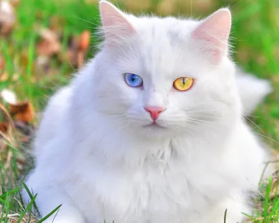 Найден белый котенок с красивыми глазами, нужно пристроить | Pet911.ru