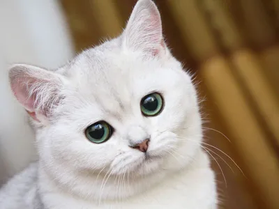 Белый пушистый кот с разными глазами - 72 фото