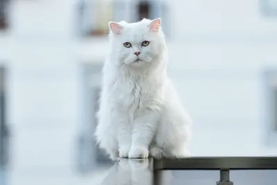 Только белые котики | Пикабу