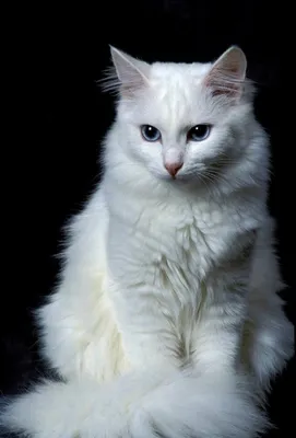 Белый кот обои - 59 фото