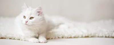 Уход за белой кошкой - Сэр Кот