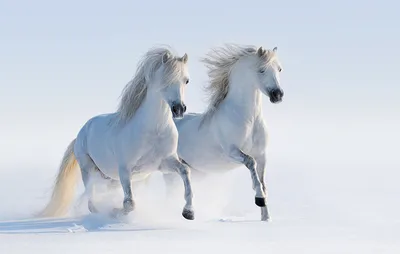 Фреска Белые лошади - Fabriory
