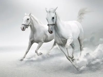 Фотообои «Три белые лошади»