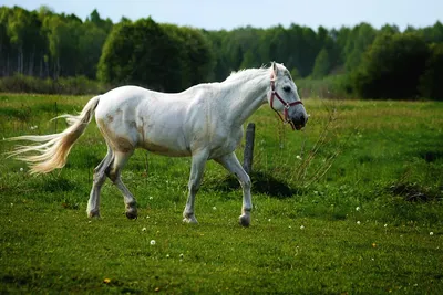 Картина Белые лошади купить - интернет магазин