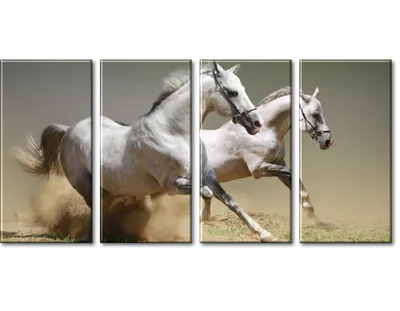 Две Белые Лошади Прикасающиеся К Носам Целуются — стоковые фотографии и  другие картинки Лошадь - Лошадь, Белый фон, Выездка - iStock