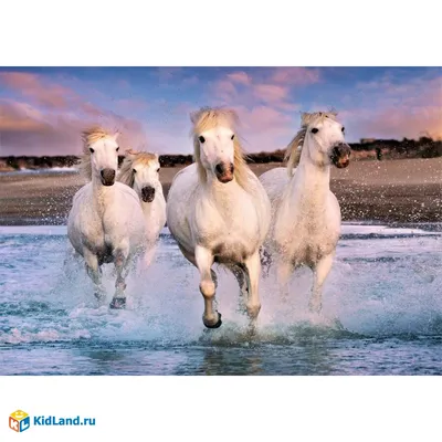 Две Белые Лошади Целуются Зимой — стоковые фотографии и другие картинки  Белый - Белый, Время года, Горизонтальный - iStock