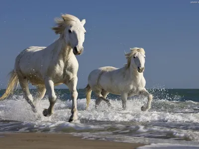 две белые лошади сидят вместе возле заката, красивые фотографии лошадей,  лошадь, животное фон картинки и Фото для бесплатной загрузки