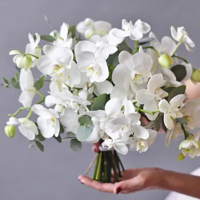 Белые орхидеи картинки