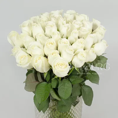 Белые розы картинки фото