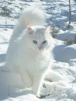 Белый кот | Пикабу