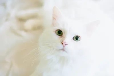 Красивый белый кот с желтыми глазами Стоковое Фото - изображение  насчитывающей ковер, инстинкт: 36144060