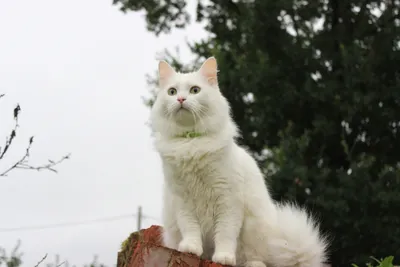 Милый маленький пушистый белый кот …» — создано в Шедевруме