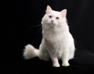 Длинношерстный белый кот · Бесплатные стоковые фото