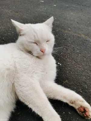 Инстаграм дня: Самый стильный белый кот | theGirl