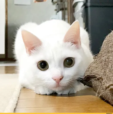 토론 게시판 - Белый сибирский кот картинки