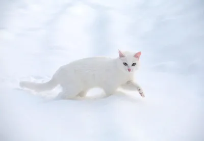 Белая кошка в доме — приметы о пушистых товарищах | charybary | Дзен