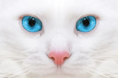 Белый кот Стоковые фотографии, картинки, все без лицензионных отчислений -  Envato Elements