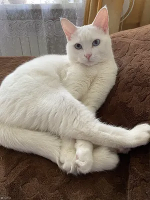 Красивый пушистый белый кот с различными глазами Стоковое Фото -  изображение насчитывающей киска, отечественно: 37442192