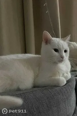 Архивы белый кот - ЛедиБлог