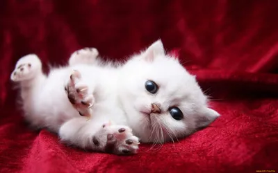 Черная кошка - Белый кот. Фотограф Пастухова Татьяна