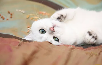 серо белый кот лежит на черном замшевом диване · Бесплатные стоковые фото