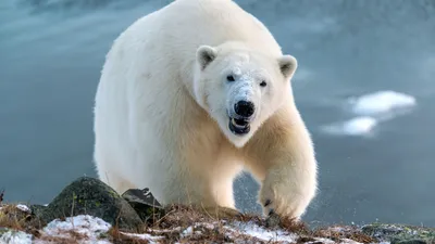 Биологи определили, почему белые медведи не скользят