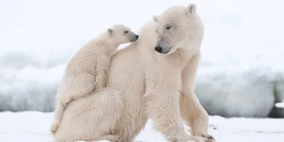 Белый медведь, или полярный медведь | zoo-ekzo.ru - Экзотические животные