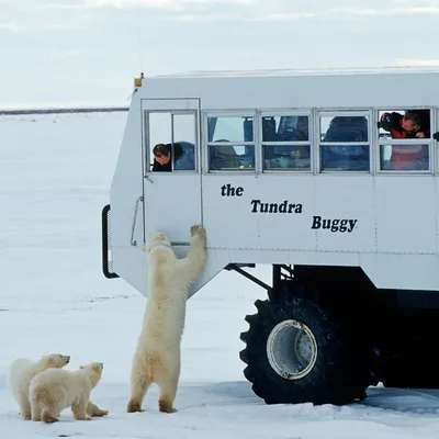 Купить почтовую открытку Белый медведь на льдине в интернет-магазине  Почтовое Бюро