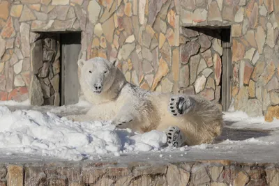 Белый медведь впервые за 30 лет убил человека на Аляске. Что заставляет  крупнейших хищников планеты нападать на людей?: Звери: Из жизни: Lenta.ru