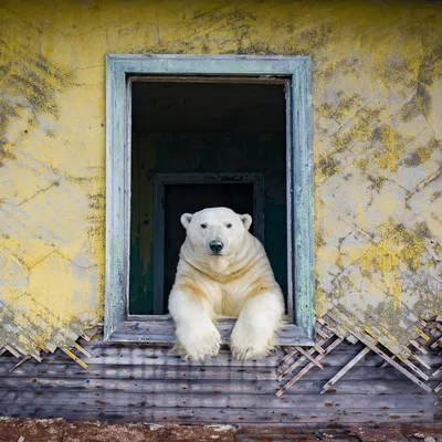 Морж или белый медведь: кто из них настоящий «царь Арктики» | Приключения  натуралиста | Дзен