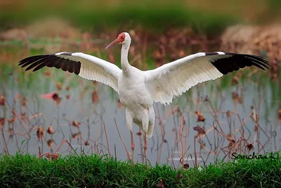 Стерх, Siberian Crane (Grus leucogeranus) - Стерх[1], или белый журавль[2]  (лат. Grus leucogeranus) — вид журавлей, эндемик севе… | Shoebill, Crane  bird, Animals