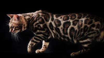 Бенгальская кошка картинки