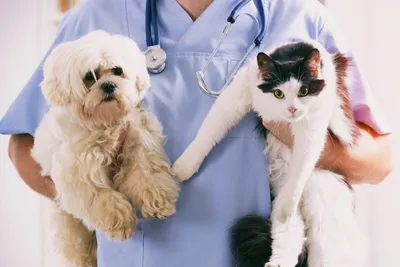 В Якутске пройдет бесплатная вакцинация домашних животных | Окружная  администрация города Якутска
