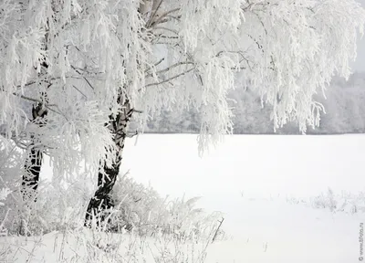 Бесплатные картинки зима