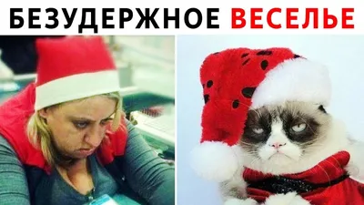 Женский свитшот «Безудержное веселье Рыжий кот Кошка Кошки Мем Юмор» цвет  черный - дизайнер принта Weasels Shop