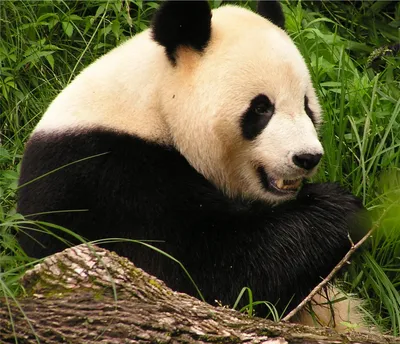 Большая панда картинки фотографии
