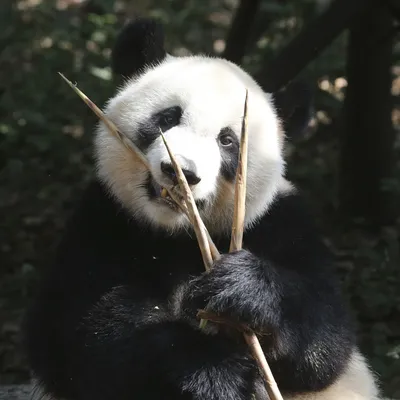 Самая старая большая панда - Животное панда: энциклопедия, все про панду!