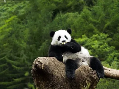 Смелый большой панда, 2010 — смотреть мультфильм онлайн в хорошем качестве  на русском — Кинопоиск