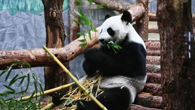 Большая Панда 🐼 с зелёной бородой…» — создано в Шедевруме