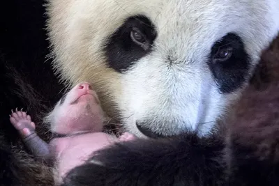 В Бельгии большая панда напала на сотрудника зоопарка - РИА Новости,  21.03.2021