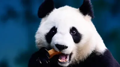 Большая панда Я Я вернулась в Китай после двадцати лет в США - YouTube