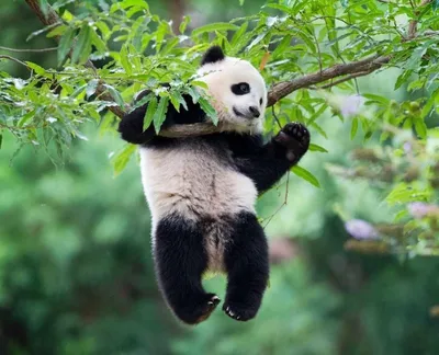 Гигантские панды больше не вымирают. Это признала даже их родина Китай -  BBC News Русская служба