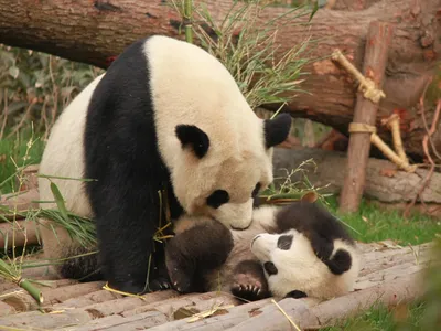 Семья больших панд в среду вернется из США в Китай - РИА Новости, 08.11.2023