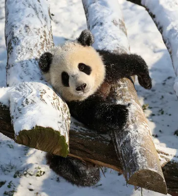 Как Китаю удалось спасти панд от вымирания - BBC News Русская служба