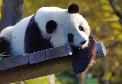 Единственная в мире содержащаяся в неволе коричневая большая панда была  взята на пожизненное содержание_Russian.news.cn