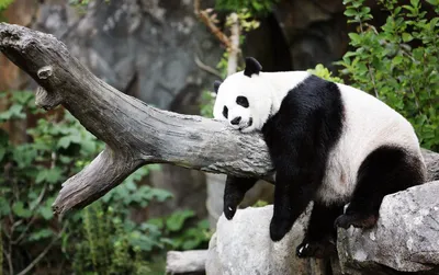Большая панда,фотореализм» — создано в Шедевруме