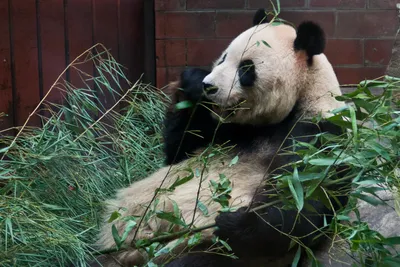 Большая панда 35 см
