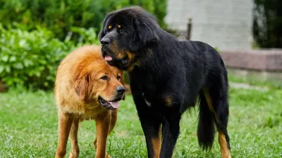 Большие собаки, Топ-12 пород с фотографиями